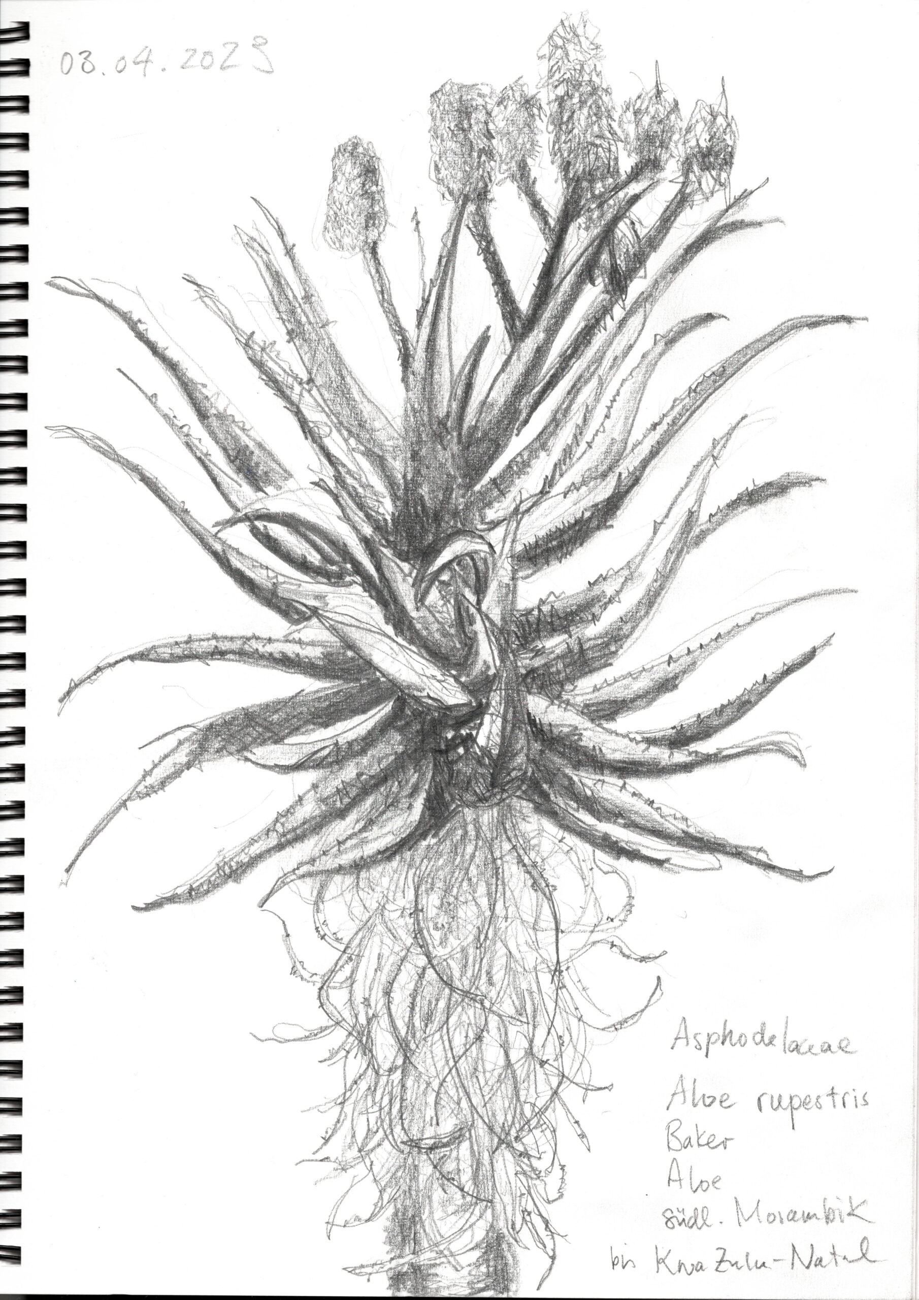 Botanischer Garten / Bleistift / 03. April 2023