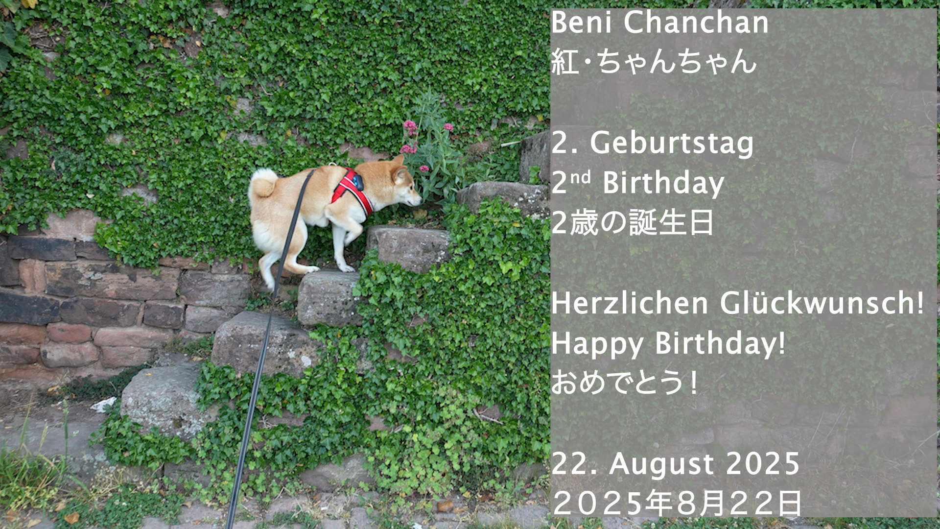 Beni Chanchan, unsere geliebte Hündin